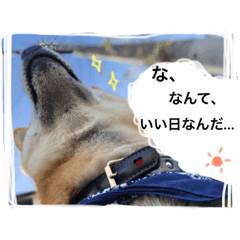 Shibainu Yu-kun