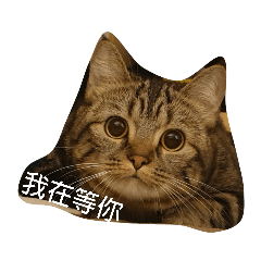 茉莉的貓