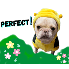 French Bulldog日常用語(super英鎊語錄2)