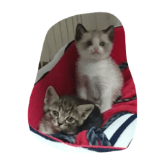cat's 1
