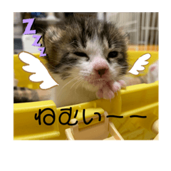 Baby Cat Rescue_20210314013402