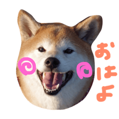 shibainu fuuuuutan