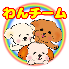 Toy poodles and ShihTzu are one team