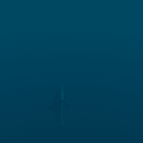 Dolphin jumping out of the water