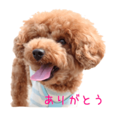 Every day with Jake of toy poodle