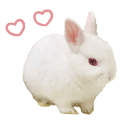baby bunny "fuyu-chan"