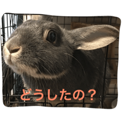 Rabbit Tonchan
