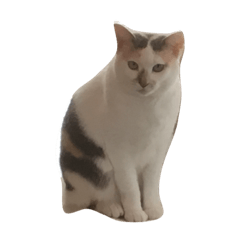 nyameko