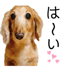 sakichi_cookiedachshund2021