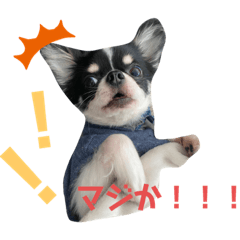 maple_20210314235622