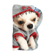 chihuahua56