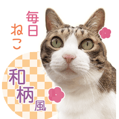 キジトラ白 チャトラ 和柄風 毎日ねこ4 Line スタンプ Line Store キジトラ白 チャトラ 和柄風 毎日ねこ4 Line スタンプ Line Store