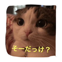 sumosan