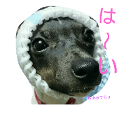 Japanese-terrier