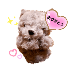 koz_20210315111615