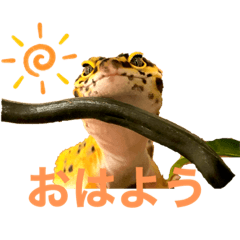 KOKO_20210315053317