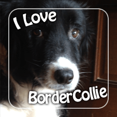 Border collie with a black face(English)