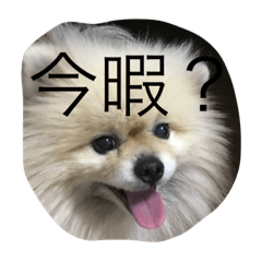 dog is saying