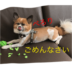 say hello with dogs