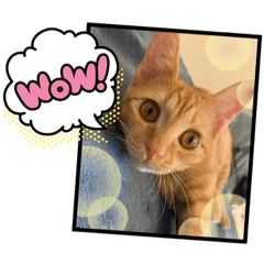 可愛三貓貓貓貓貓貓貓毛