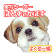 実写 シーズー犬ぽんずとかぼす Line スタンプ Line Store