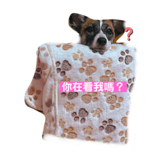 紅豆小公主