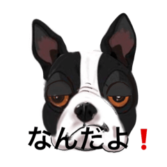 it is sub of the Boston terrier.