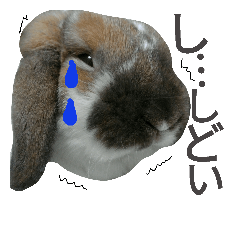 It is a cute rabbit sticker