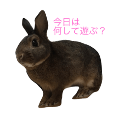 rabbit japan 01