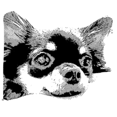 Chihuahua dog 201506