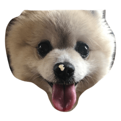 My Dog 'Reo' with Friends