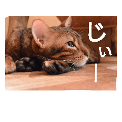Mofu-Mofu Cats