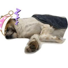 Lucky the dummy dog