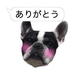 French bulldog speech balloon