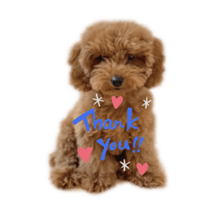 Panda_20210315225657