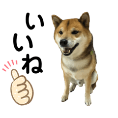 tomo*_stamp.shiba