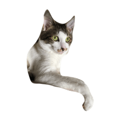 可愛いすぎるネコちゃん