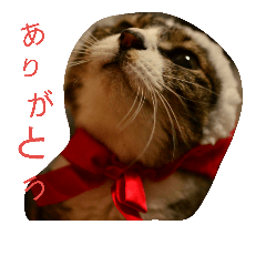 cat stamp!