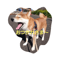 shiba_20210316140529