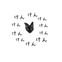 Daily stamp of Persian cat series Ken