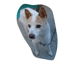 LUCKY(KOHAMA's dog)