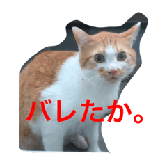 My name is Toranosuke