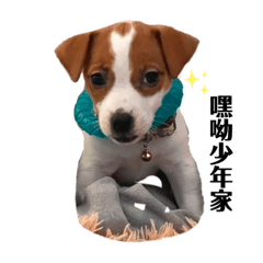 我是偷偷-傑克羅素Jackrussell terrier