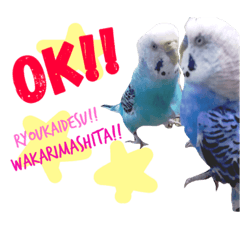 Daily greeting of a parakeet!!