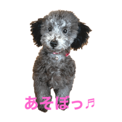Toy Poodle Carol 2