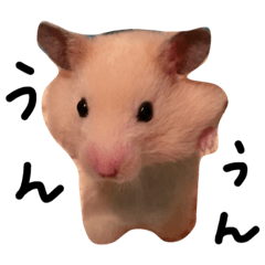 hamster 2