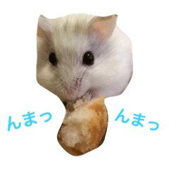 white  round hamster 2