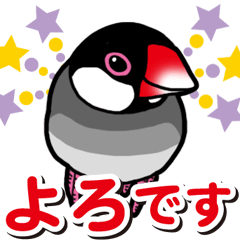 Java sparrow's Alley