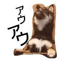 黒芝犬 どん兵衛 Line スタンプ Line Store 黒芝犬 どん兵衛 Line スタンプ Line Store