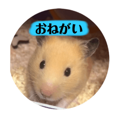 hana_20210316200624